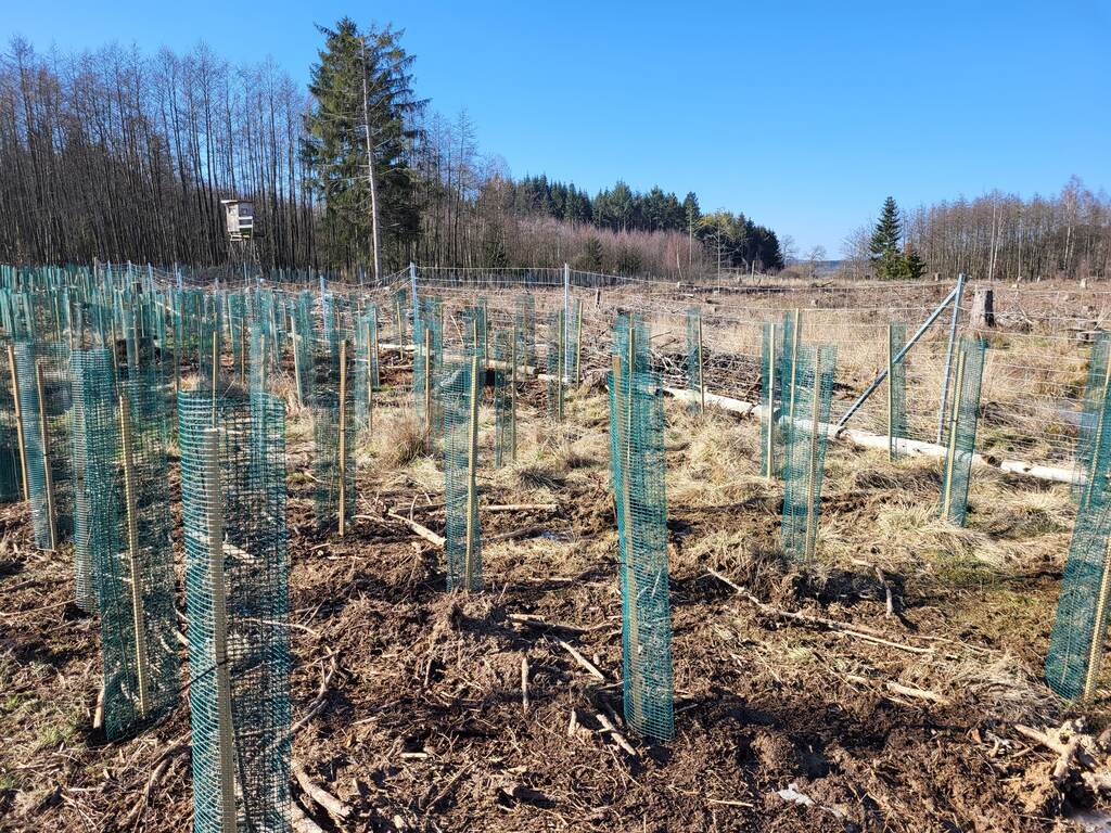 Baum pflanzen Spende